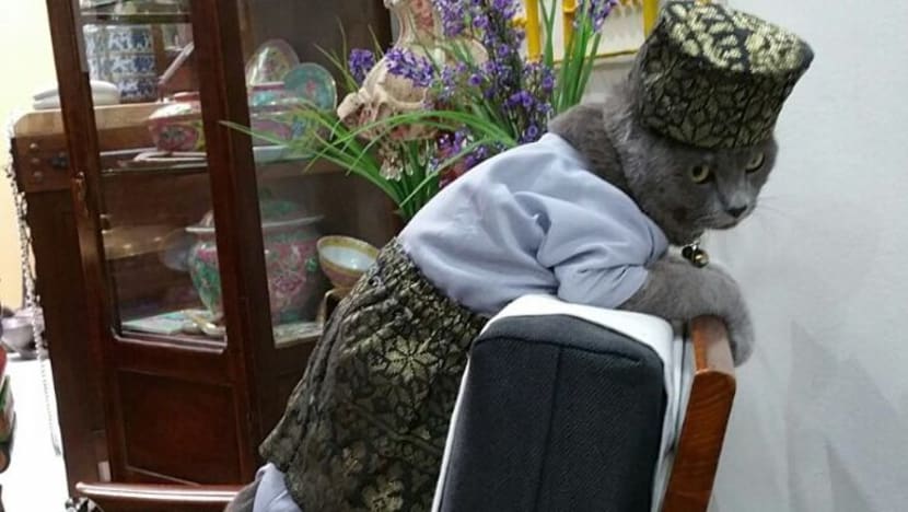 Kucing paling kacak dan segak Singapura lengkap berbaju Melayu pada Hari Raya