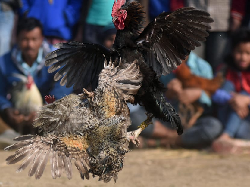 A traditional cock fight takes place at the Jonbeel Mela festival in the Morigaon district of Assam, some 60km from Guwahati, on Jan 20, 2017.