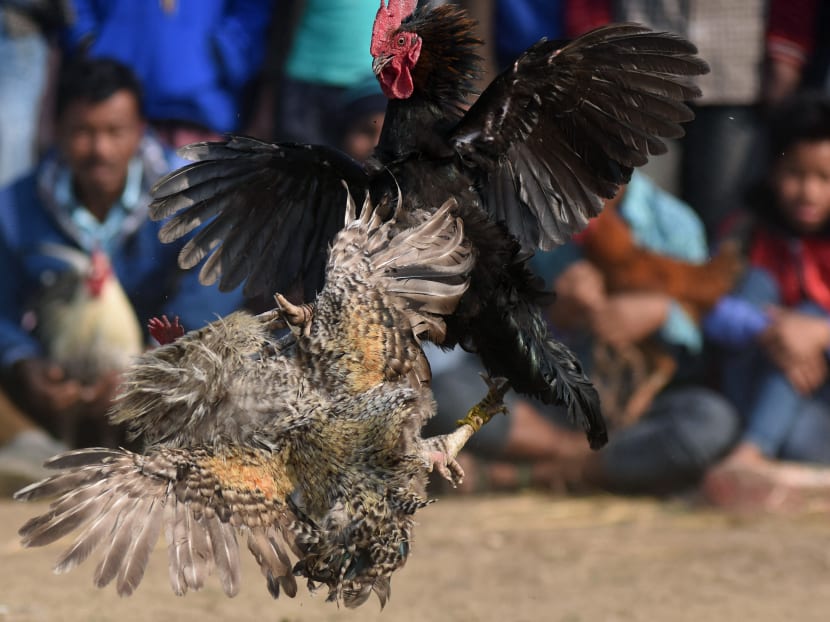A traditional cock fight takes place at the Jonbeel Mela festival in the Morigaon district of Assam, some 60km from Guwahati, on Jan 20, 2017. A traditional cock fight takes place at the Jonbeel Mela festival in the Morigaon district of Assam, some 60km from Guwahati, on Jan 20, 2017.