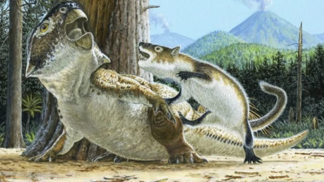 中国出土1.25亿年前化石 首揭哺乳动物与恐龙搏斗场面