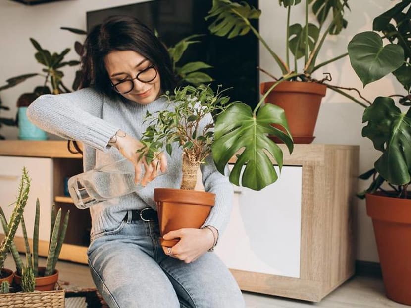 How to bring nature into your home with the right houseplants