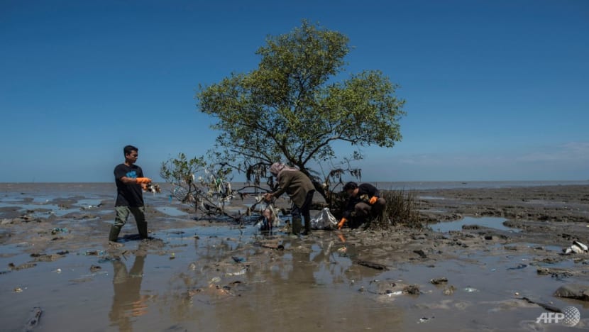 Indonesia prepares regulation to help fund mangrove restoration Indonesia prepares regulation to help fund mangrove restoration