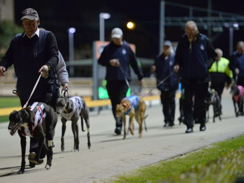This August 2, 2014, file photo shows dog owners parading their greyhounds before a race at Wentworth Park in Sydney. Photo: AFP