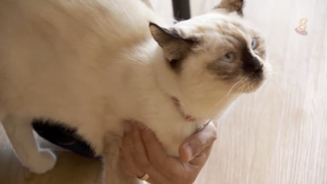 前线追踪 | 老猫患肾病年花千多元  当初能买医药保险吗？