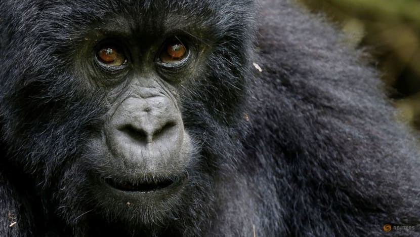 Pivotal evolutionary change helped pave the way for human speech Pivotal evolutionary change helped pave the way for human speech