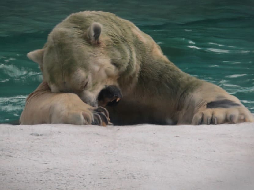 Inuka, the first polar bear to be born in the tropics, seen at the Singapore Zoo on Thursday (April 12). Its health is declining markedly, the Singapore Zoo said in a statement.