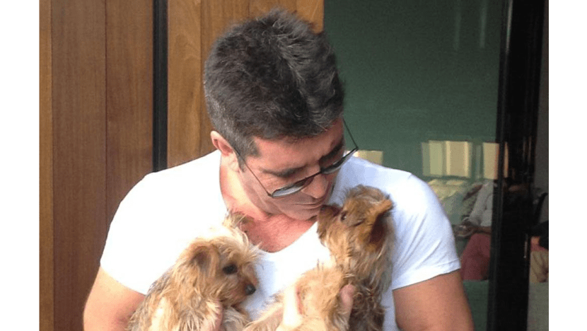 Simon Cowell would bid for talent show success with son and dogs