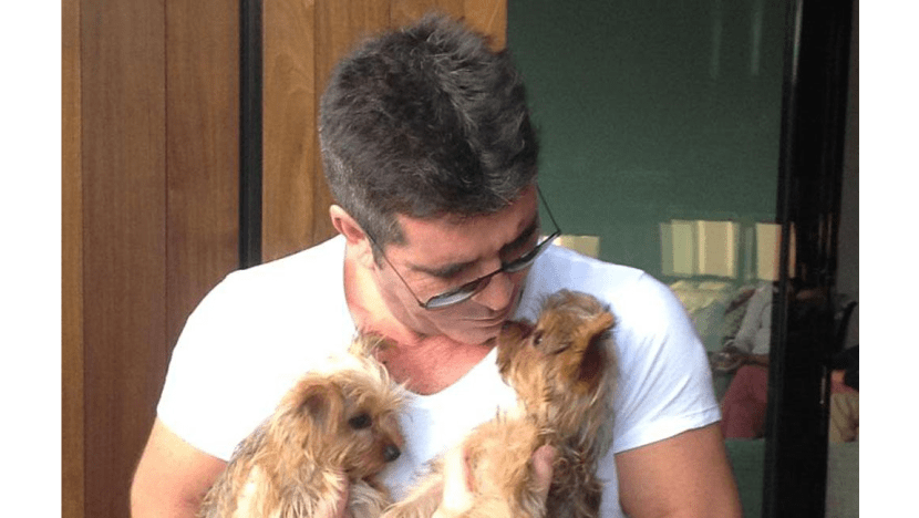 Simon Cowell would bid for talent show success with son and dogs Simon Cowell would bid for talent show success with son and dogs
