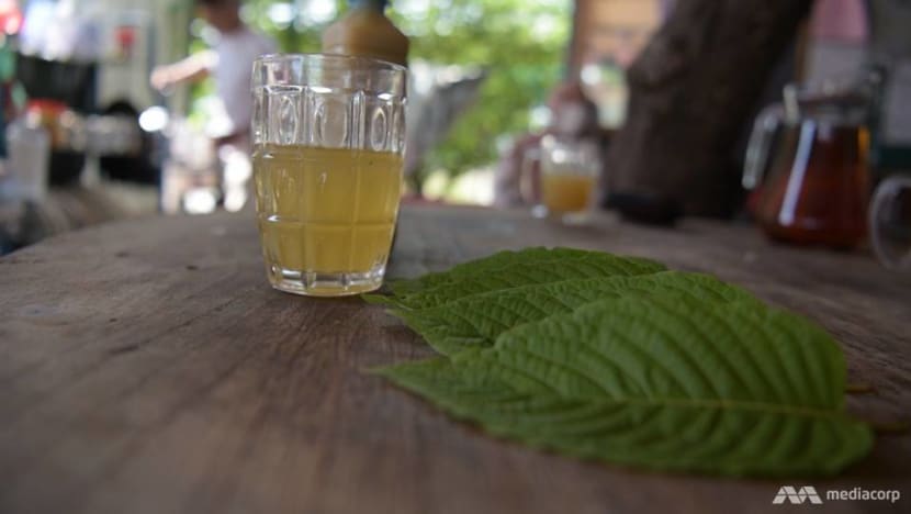 Penang farmers want to cash in on ‘miracle drug’ kratom as Putrajaya mulls blanket ban Penang farmers want to cash in on ‘miracle drug’ kratom as Putrajaya mulls blanket ban