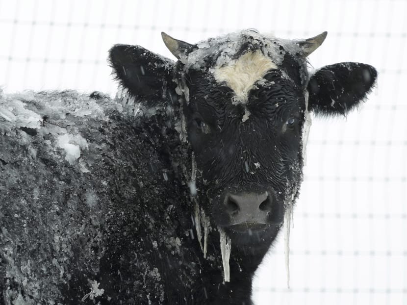 Gallery: US snowstorm brings wintry mix of slush and gripes