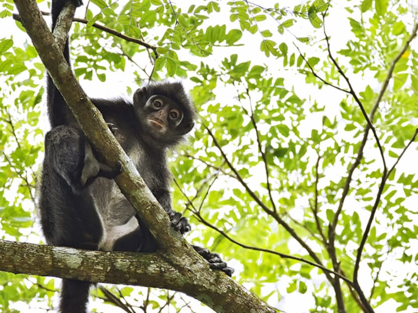 Only an estimated 60 or so Raffles' banded langurs are left in the Central Catchment Nature Reserve. Until the 1920s, their habitat included Changi, Tampines, Bukit Timah, Pandan and Tuas, Wildlife Reserves Singapore said.