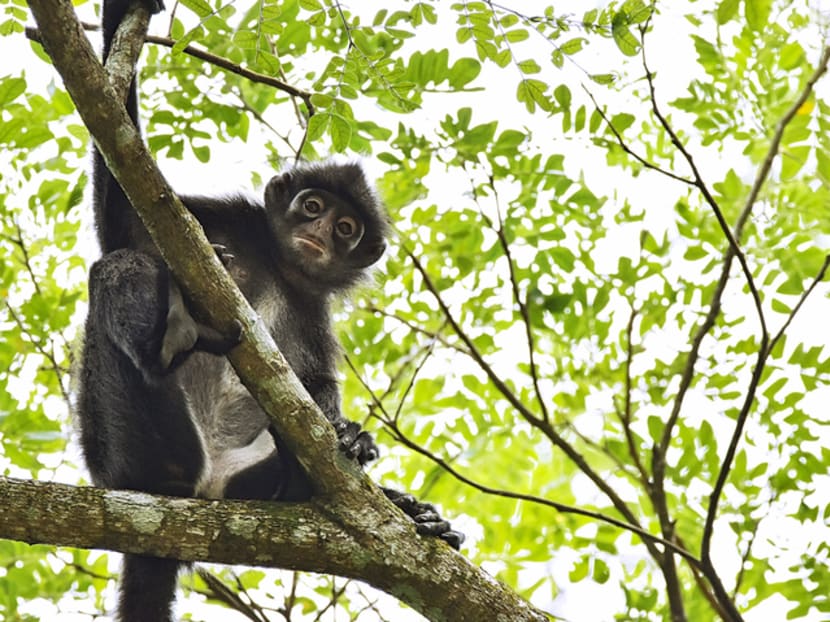Explainer: What are Raffles’ banded langurs, and how will the Cross Island Line affect them? Explainer: What are Raffles’ banded langurs, and how will the Cross Island Line affect them?