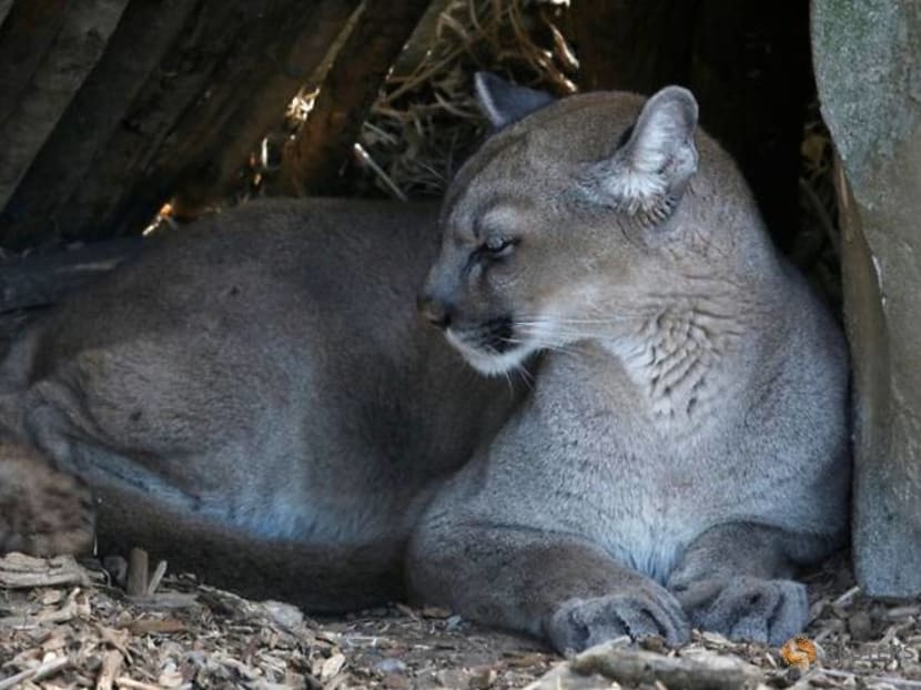 Not one, not two, but three! Paris zoo enjoys rare baby boom Not one, not two, but three! Paris zoo enjoys rare baby boom