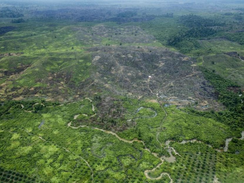 Greenpeace, Wilmar clash over palm oil supply chain