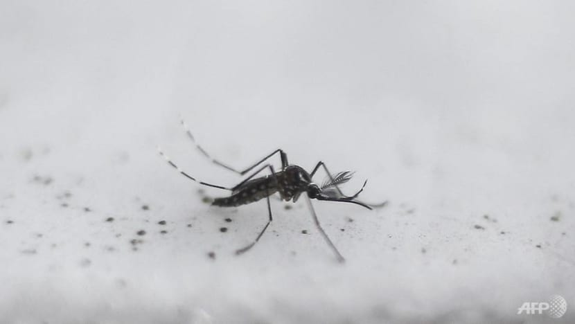 Why the dengue fever caseload has plummeted in parts of Southeast Asia this year Why the dengue fever caseload has plummeted in parts of Southeast Asia this year