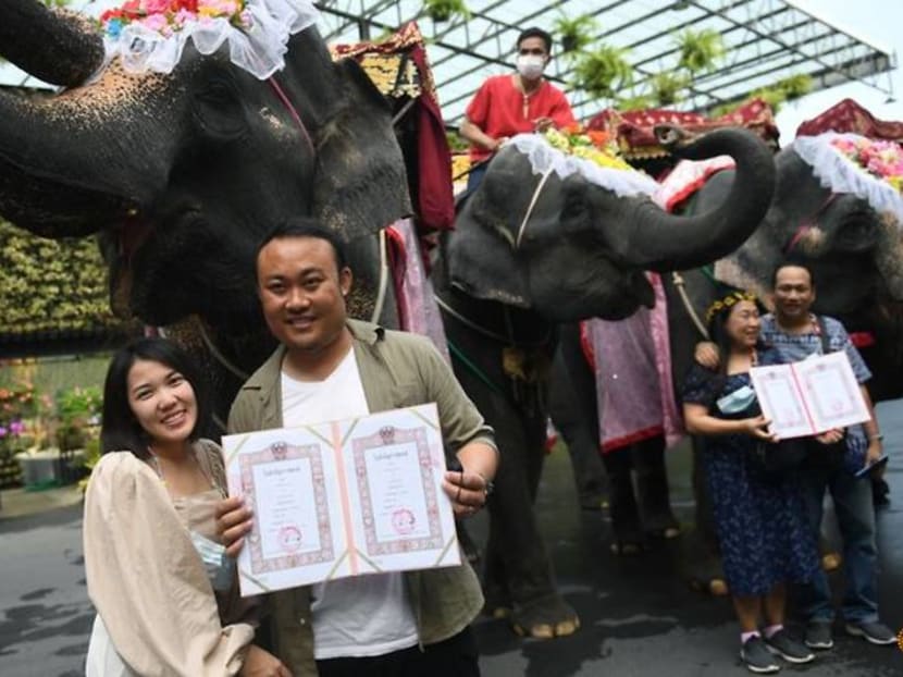 Couples in Thailand tie the knot on elephants on Valentine's Day Couples in Thailand tie the knot on elephants on Valentine's Day