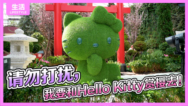 请勿打扰，我要和Hello Kitty赏樱花！