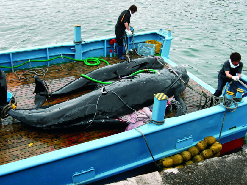 Japan will resume “research” whaling in the Antarctic by the end of March next year. REUTERS file photo