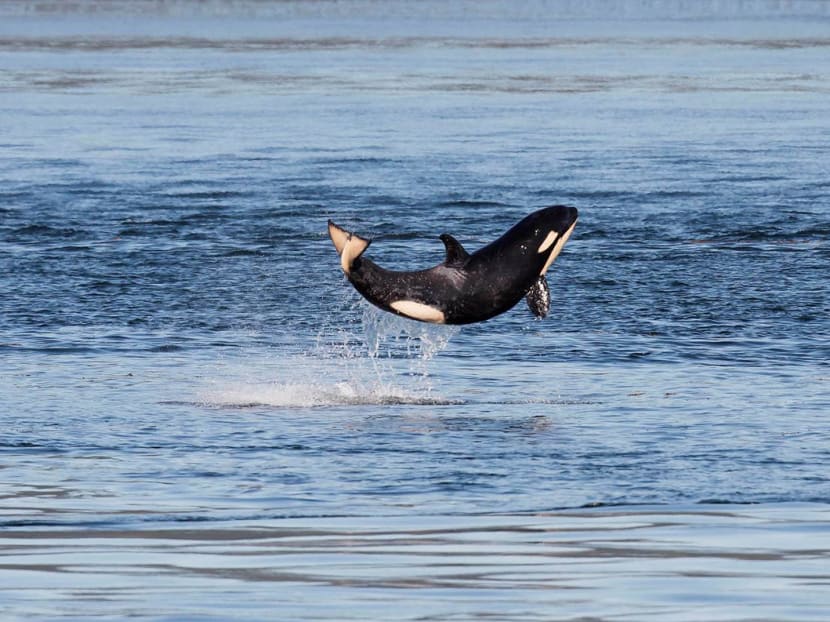 In this July 5, 2015 photo provided by the Pacific Whale Watch Association (PWWA), a baby orca leaps out of the waters of Haro Strait between islands in British Columbia and Washington. Photo: AP