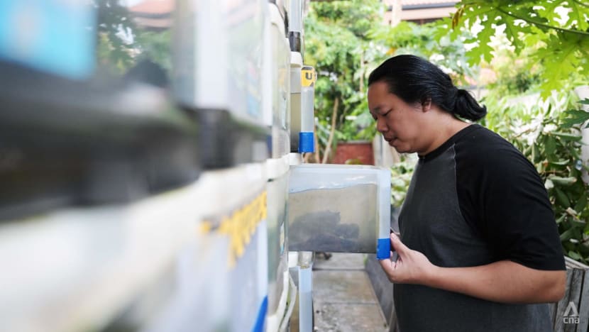 Manfaatkan lahan sempit, warga Singapura beternak kepiting di laci susun plastik Manfaatkan lahan sempit, warga Singapura beternak kepiting di laci susun plastik