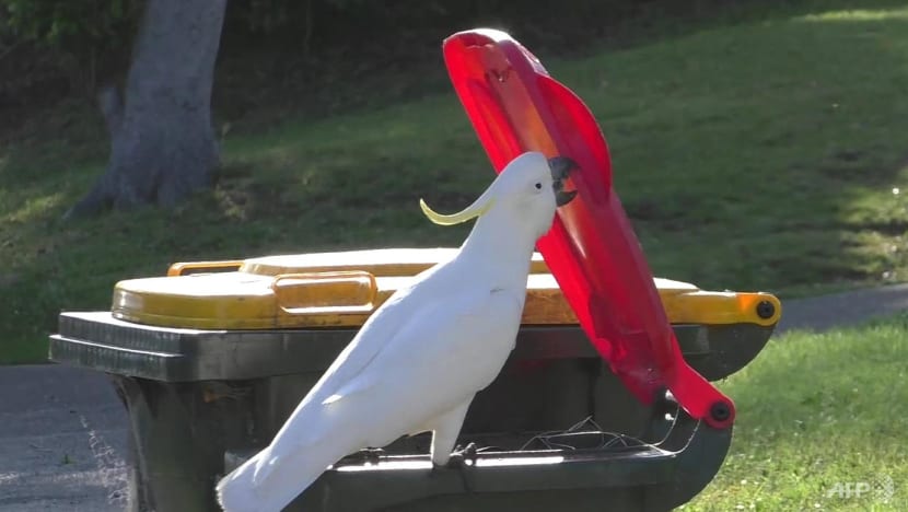 Bin-opening cockatoos enter 'arms race' with humans Bin-opening cockatoos enter 'arms race' with humans