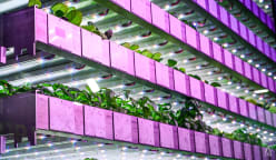 Sun, wind and rain on a tray: How the Scottish are finding food solutions using vertical farming
