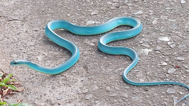 台湾发现稀有“蒂芙尼蓝”青蛇 网民：蛇界的林志玲