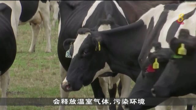 牛只打嗝加剧气候变化 新西兰拟征税减排