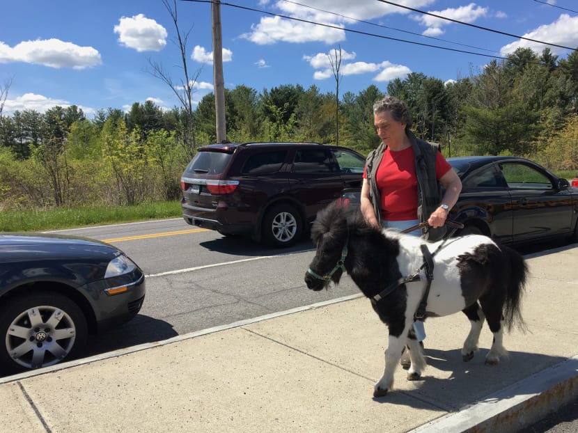 Ann Edie, who has been blind since birth, walks with her miniature guide horse Panda on a street near her home in suburban Albany, N.Y., on Friday, May 12, 2017. Photo: Staff/Mary Esch.