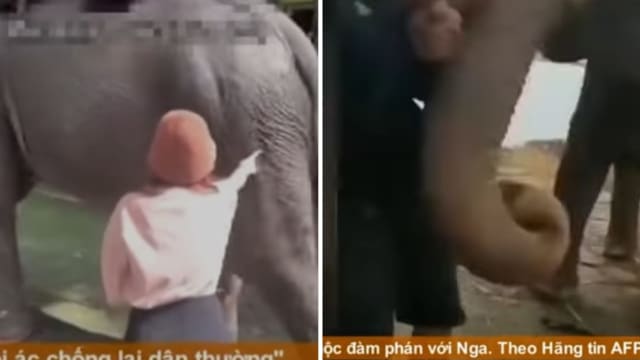 手碰大象屁股和象鼻 越南两游客遭反击