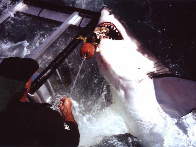 An undated file photograph of a great white shark biting a bait line off Gansbaai, about 180km from Cape Town. Photo: AFP