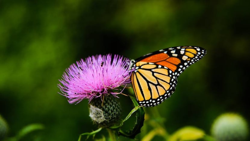 Commentary: Killer heat waves are killing off insect species Commentary: Killer heat waves are killing off insect species