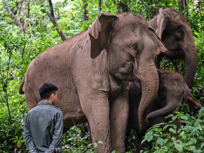 With no natural enemies, the elephant population in Xishuangbanna, China has doubled to more than 300 and counting. With no natural enemies, the elephant population in Xishuangbanna, China has doubled to more than 300 and counting.