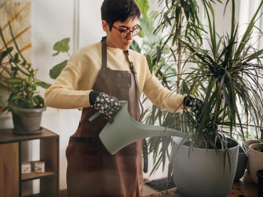 Choosing a houseplant? Here’s what you have to do – to find the right one and maintain it