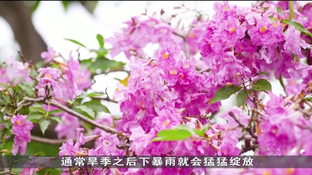 狮城有约 | 狮城花季：新加坡樱花