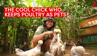 The cool chick who keeps poultry as pets in Singapore | Video
