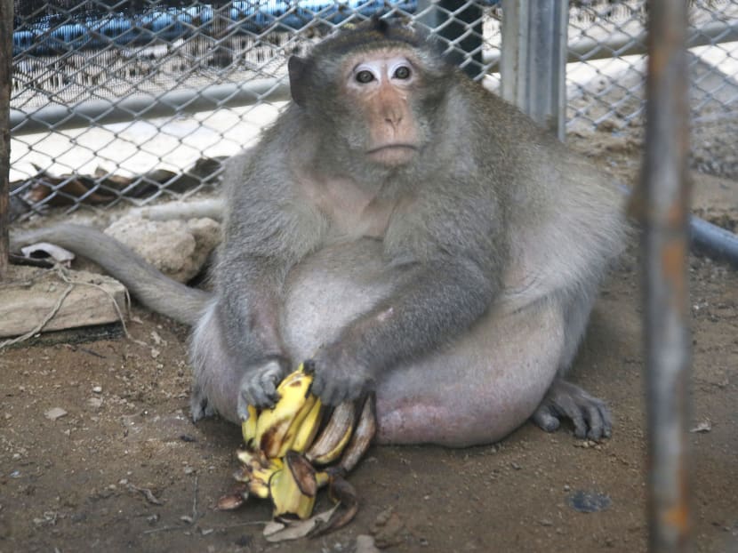 A wild obese macaque, called Uncle fat, rescued from a Bangkok suburb, in a rehabilitation center in Bangkok, Thailand, on May 19, 2017. Photo: AP