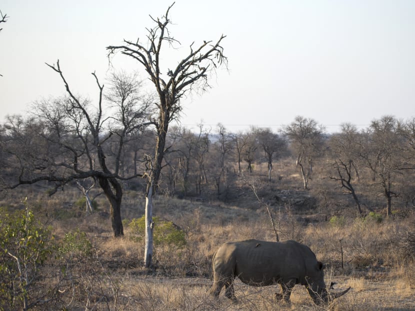 Elephants 'trample' rhino poacher to death in South African park Elephants 'trample' rhino poacher to death in South African park