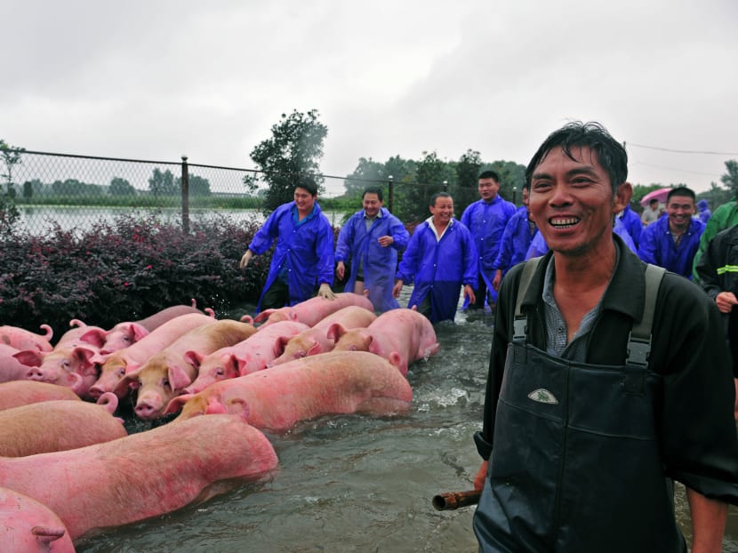 Gallery: Amid floods in China, stranded pigs are thrown a lifeline