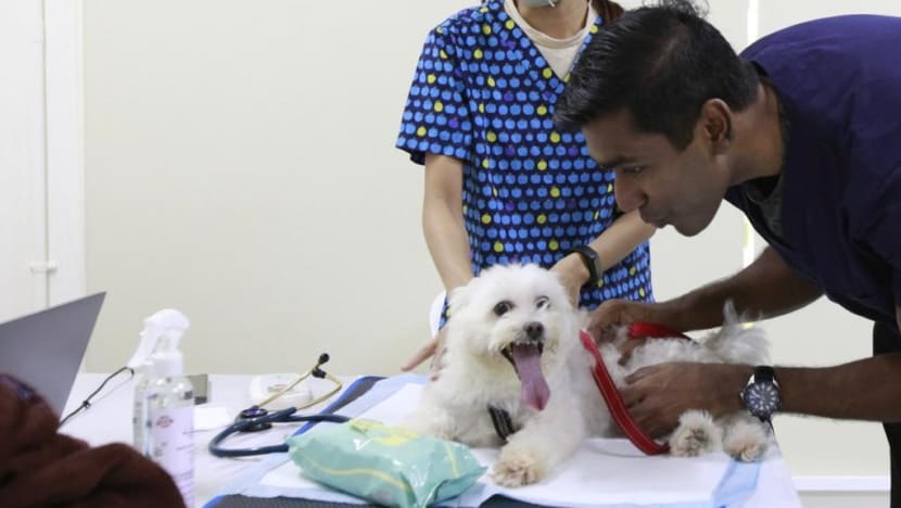 SPCA offers free pet health screening for low-income Singapore households SPCA offers free pet health screening for low-income Singapore households