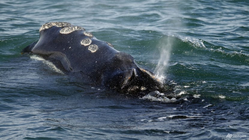 Vanishing right whale must remain on endangered list: US authorities Vanishing right whale must remain on endangered list: US authorities