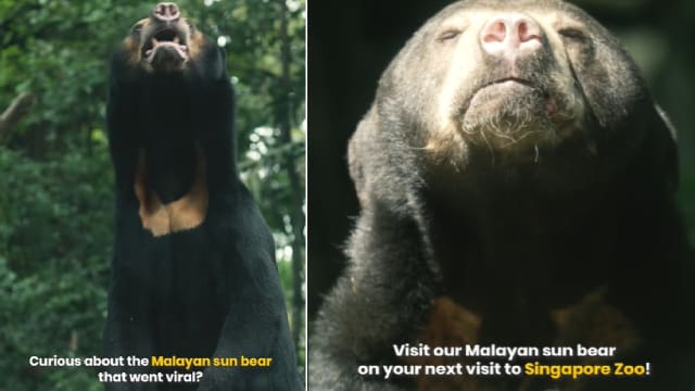 因 “人里人气” 爆红的马来熊 新加坡动物园也有