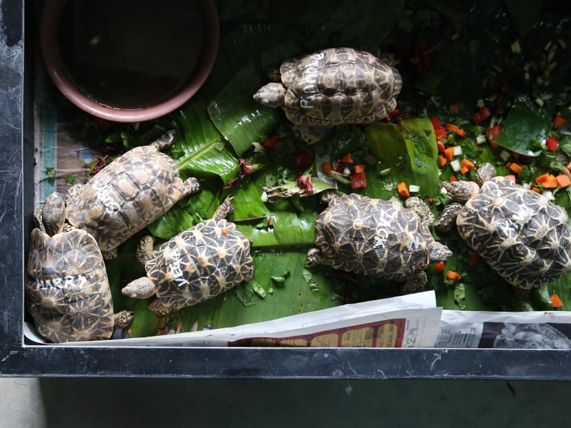 Photo of the day: 51 Indian star tortoises were repatriated back to the wild in India on Monday, November 26, 2018. This is Acres’s largest repatriation of rescued wild animals who are returning to the wild, giving these animals back their freedom.
