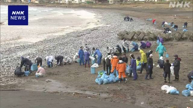 大量死鱼冲上岸 北海道动员上百公务员徒手清理