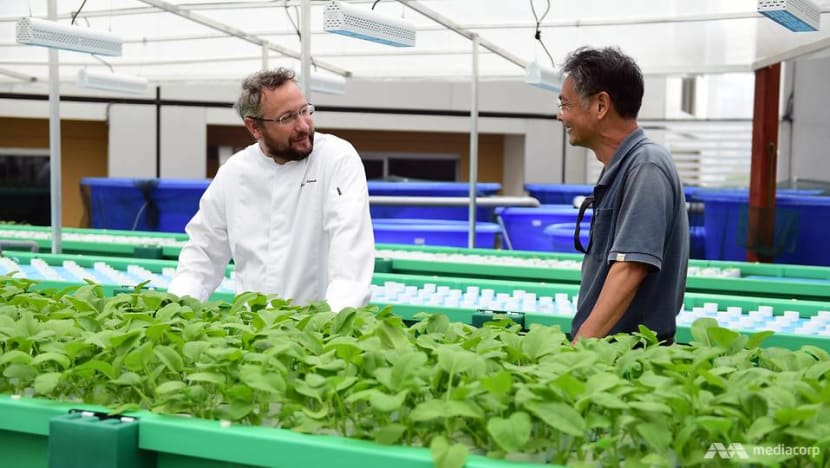 Aquaponics farming: How two hotels are looking to boost their sustainable practices