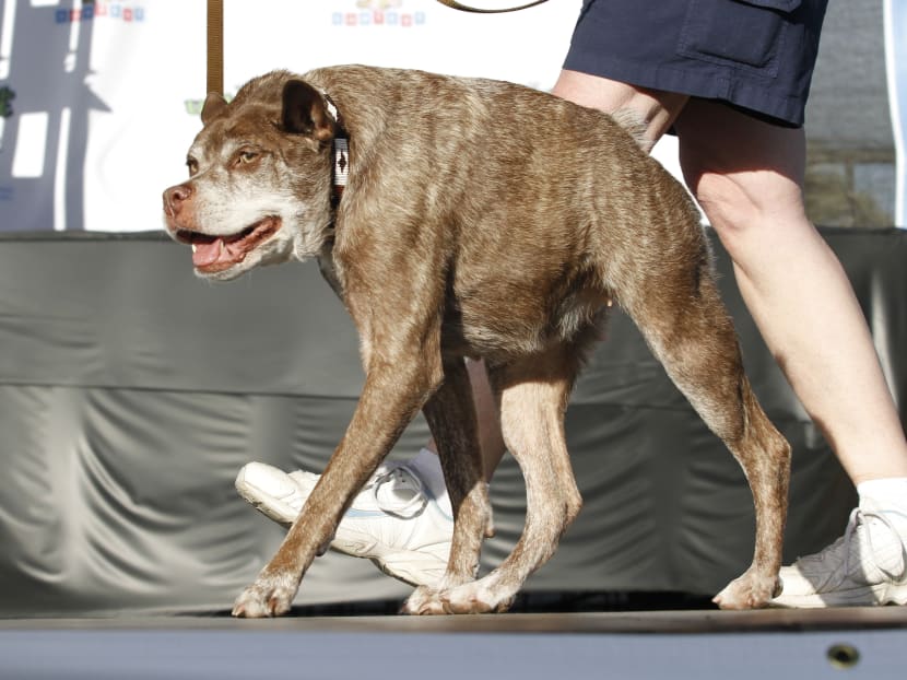 Deformed mutt crowned World’s Ugliest Dog