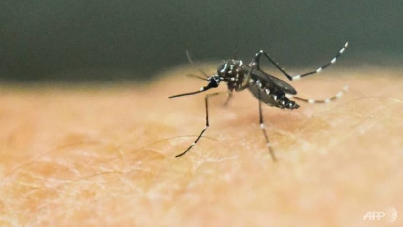 All students infected with chikungunya during school trip to Thailand have returned to Singapore