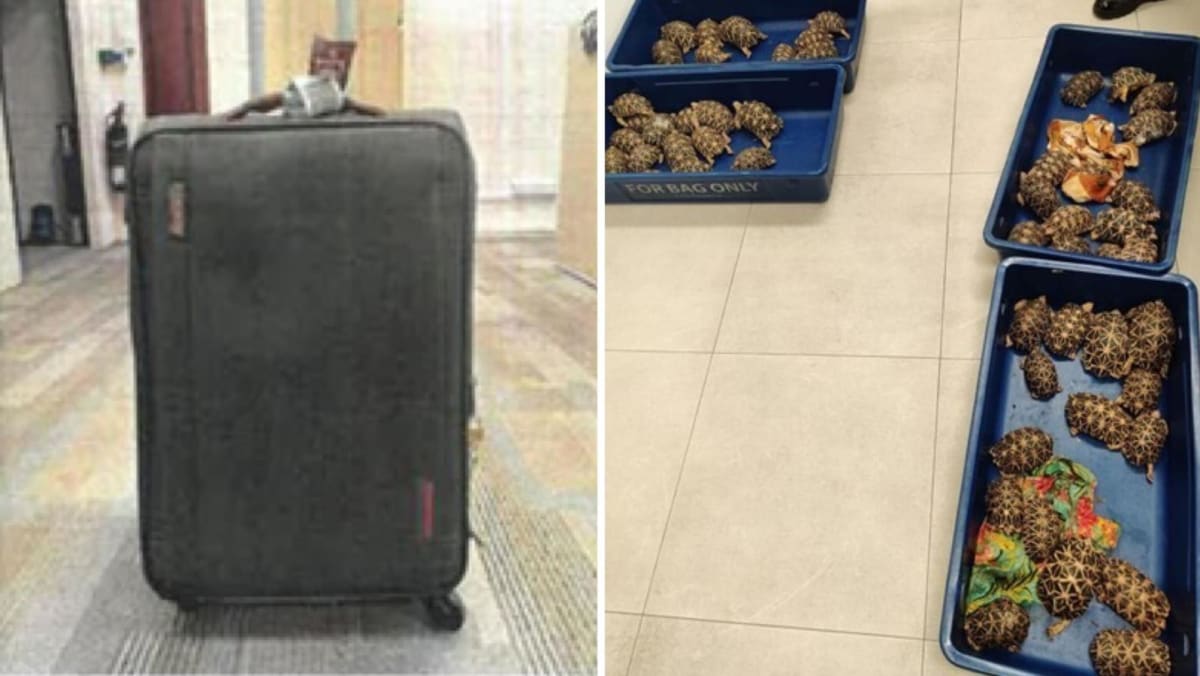 Man gets 16 months’ jail for attempting to smuggle 58 Indian star tortoises into Indonesia via Changi Airport Man gets 16 months’ jail for attempting to smuggle 58 Indian star tortoises into Indonesia via Changi Airport