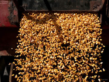 FILE PHOTO: A load of corn is poured from a truck into a grain silo on a family farm in Ravenna, Ohio, U.S., October 11, 2021.  REUTERS/Dane Rhys/