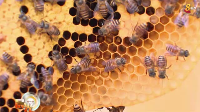 晨光|晨光聚焦：住家出现蜂巢？原来可帮蜜蜂搬家